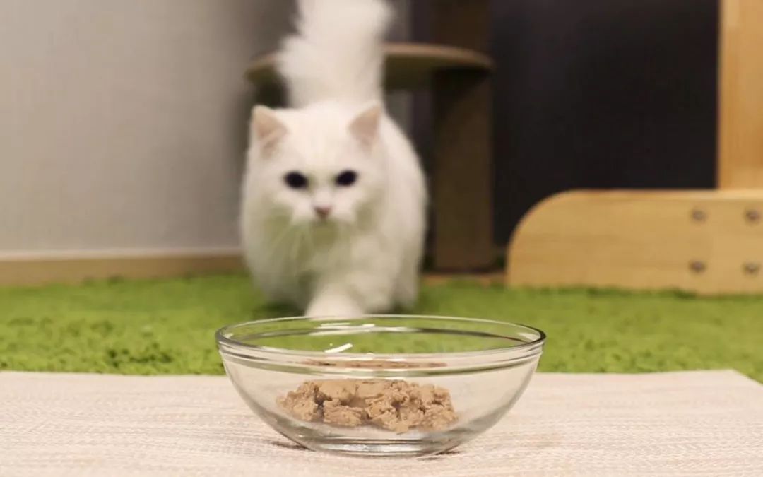 铲屎官收藏,入门级自制猫粮食谱