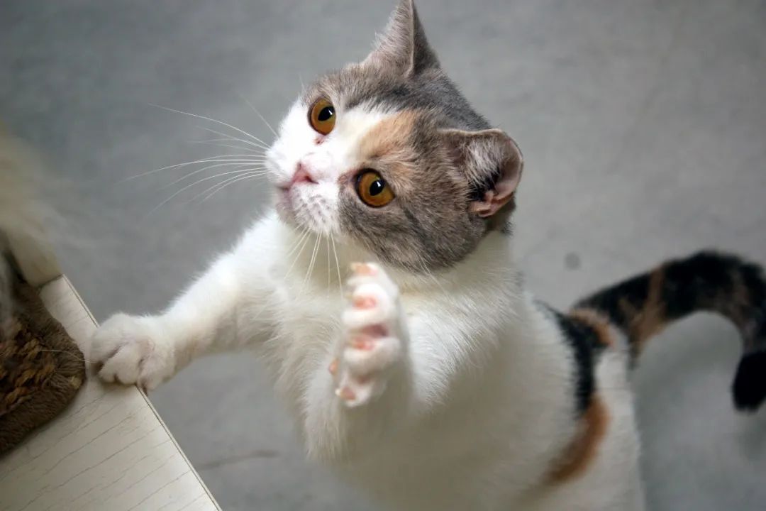 src=http___wx1.sinaimg.cn_large_001l9IL4ly4gufg5xt1spj60u00k0q4a02.jpg&refer=http___wx1.sinaimg.jpg