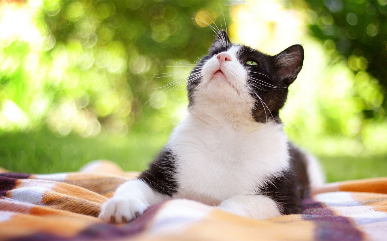 src=http___s2.best-wallpaper.net_wallpaper_1280x800_2003_Cute-cat-look-up-hazy-background_1280x800.jpg&refer=http___s2.best-wallpaper.jpg
