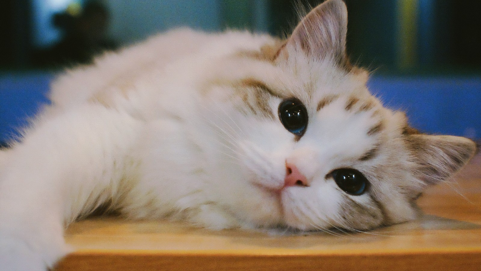 src=http___p1.meituan.net_mogu_ef83162f6eaf9f691504b4d83a5a929c353267.jpg&refer=http___p1.meituan.jpg