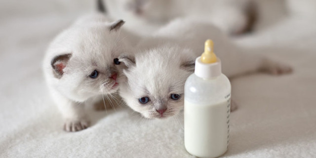 src=http___pic4.zhimg.com_v2-4da453279df3ef80d8ad0bb623c6b273_180x120.jpg&refer=http___pic4.zhimg.jpg