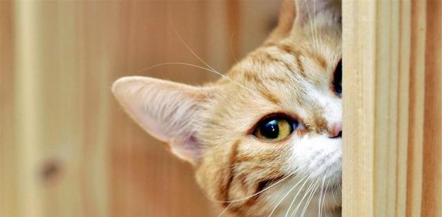 src=http___nimg.ws.126.net__url=http___dingyue.ws.126.net_2021_0416_2882aaa1j00qrni3k000mc000hs008rc.jpg&thumbnail=650x2147483647&quality=80&type=jpg&refer=http___nimg.ws.126.jpg