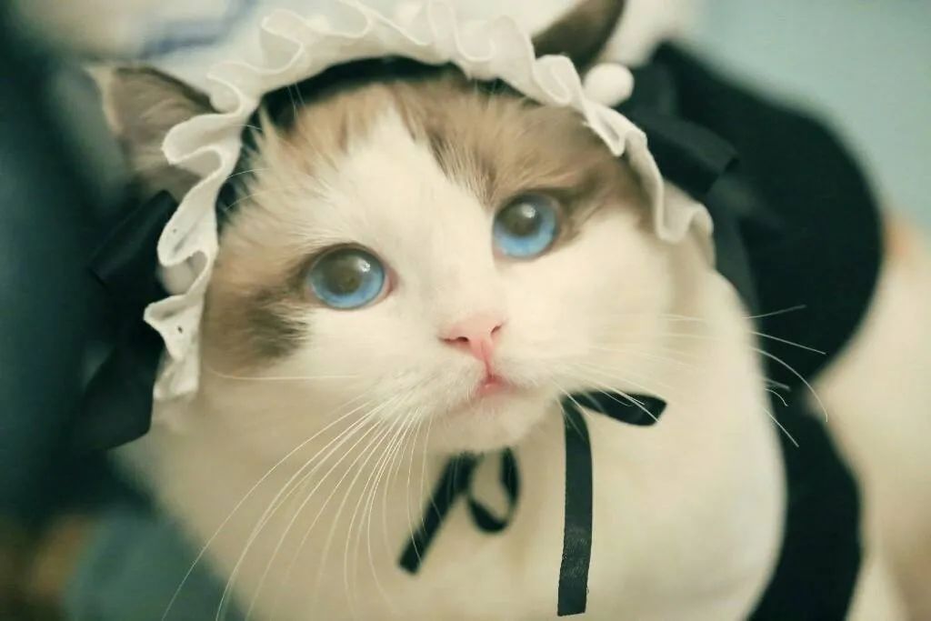 src=http___qqpublic.qpic.cn_qq_public_0_0-2799349441-957AD7AE9043FC956F8FCA984E1D2154_0_fmt=jpg&size=45&h=600&w=900&ppv=1.jpg&refer=http___qqpublic.qpic.jpg