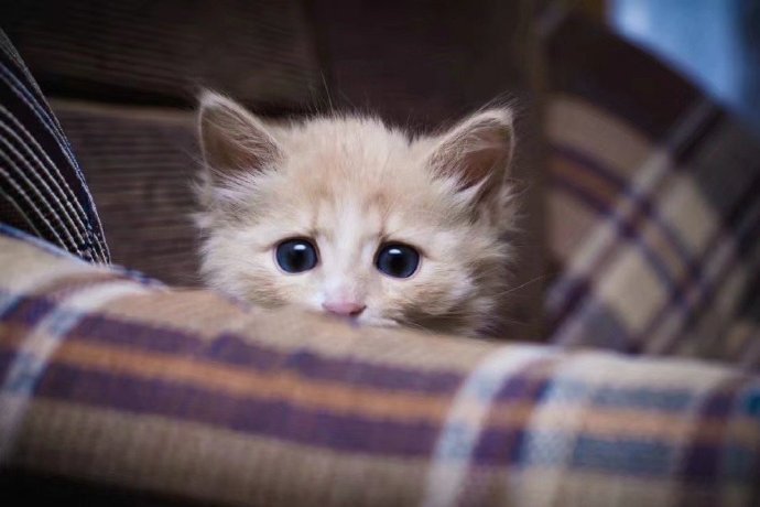 src=http___ww3.sinaimg.cn_mw690_005MKxiRly1gtu8b4b311j30j60csjs8.jpg&refer=http___www.sina.jpg