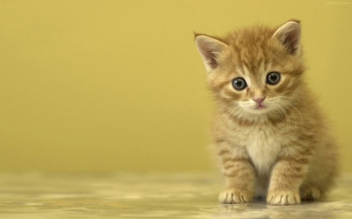 src=http___img3.duitang.com_uploads_item_201508_16_20150816130929_ZCt5E.thumb.700_0.jpeg&refer=http___img3.duitang.jpg