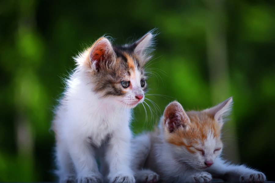 src=http___img.pconline.com.cn_images_upload_upc_tx_itbbs_1407_15_c2_36309844_1405378909722_mthumb.jpg&refer=http___img.pconline.com.jpg
