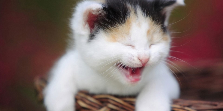 src=http___pic.ihuoba.com_allimg_161013_41_161013164318_2.jpg&refer=http___pic.ihuoba.jpg
