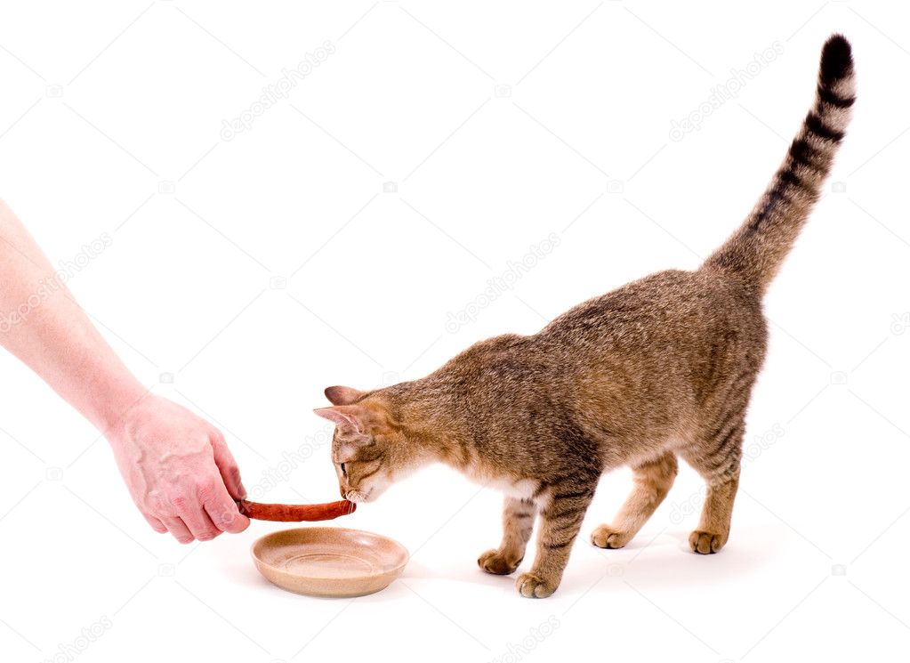 src=http___api.meisupic.com_getImg.php_imgurl=https___static8.depositphotos.com_1003633_964_i_950_depositphotos_9648074-stock-photo-beautiful-cat-eats-sausage-on.jpg&id=9648074&userid=1003633&imgfile=thu&refer=http__.jpg