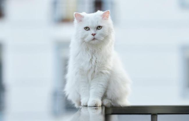 src=http___nimg.ws.126.net__url=http://dingyue.ws.126.net/2021/1018/2ee6ac02j00r1613j000lc000nj00f4m.jpg&thumbnail=650x2147483647&quality=80&type=jpg&refer=http___nimg.ws.126.jpg