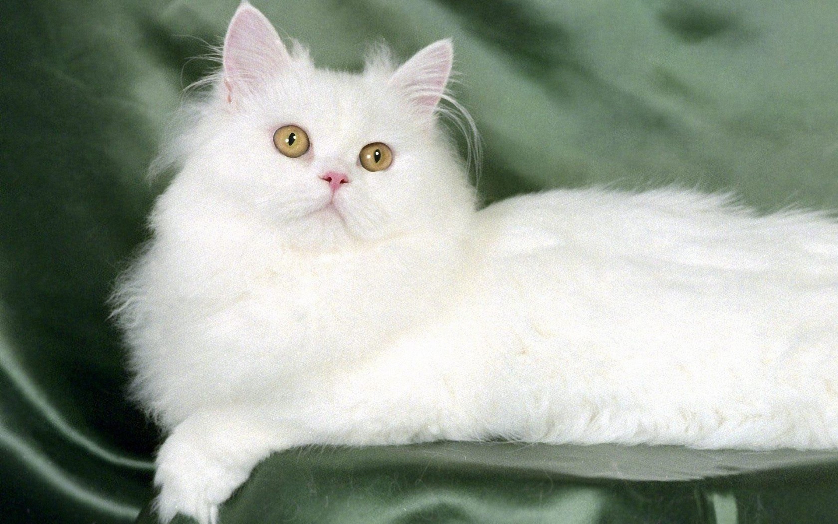 src=http___image1.92bizhi.com_animal_persian_10-1680x1050.jpg&refer=http___image1.92bizhi.jpg