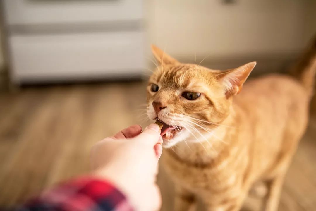 src=http___5b0988e595225.cdn.sohucs.com_images_20190124_8a81691f606f4f59a214ef507a97acab.jpeg&refer=http___5b0988e595225.cdn.sohucs.jpg