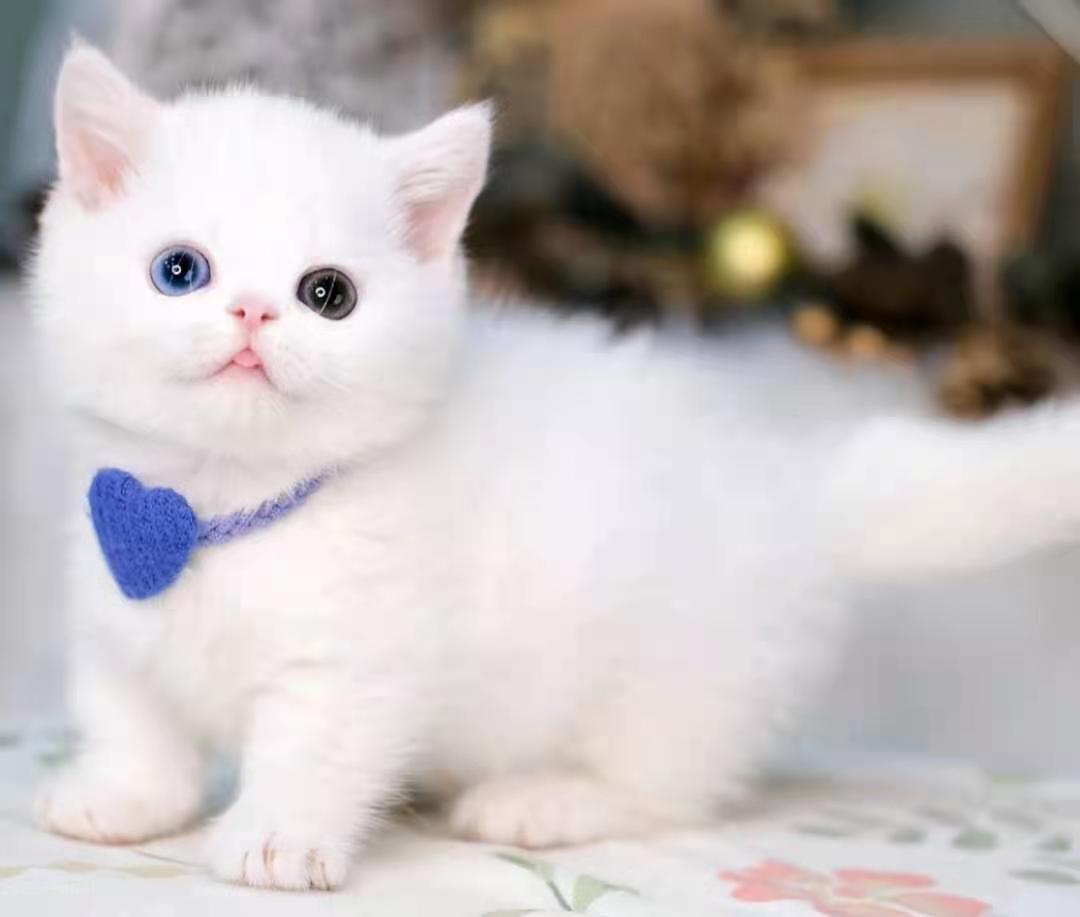 src=http___pic2.zhimg.com_v2-05f6e86e3303a53d0e0e03c12f8d641c_1440w.jpg_source=172ae18b&refer=http___pic2.zhimg.jpg