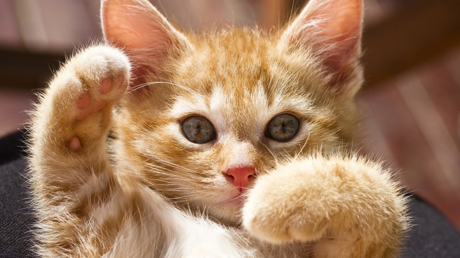 src=http___d.zdqx.com_cat_20190417_007.jpg&refer=http___d.zdqx.jpg