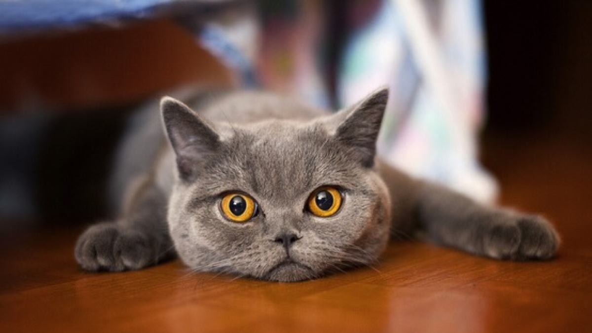 src=http___img.alicdn.com_imgextra_i2_3584439761_O1CN01pqWz8Z2LyaXOhnXMp_!!3584439761-0-daren.jpg&refer=http___img.alicdn.jpg