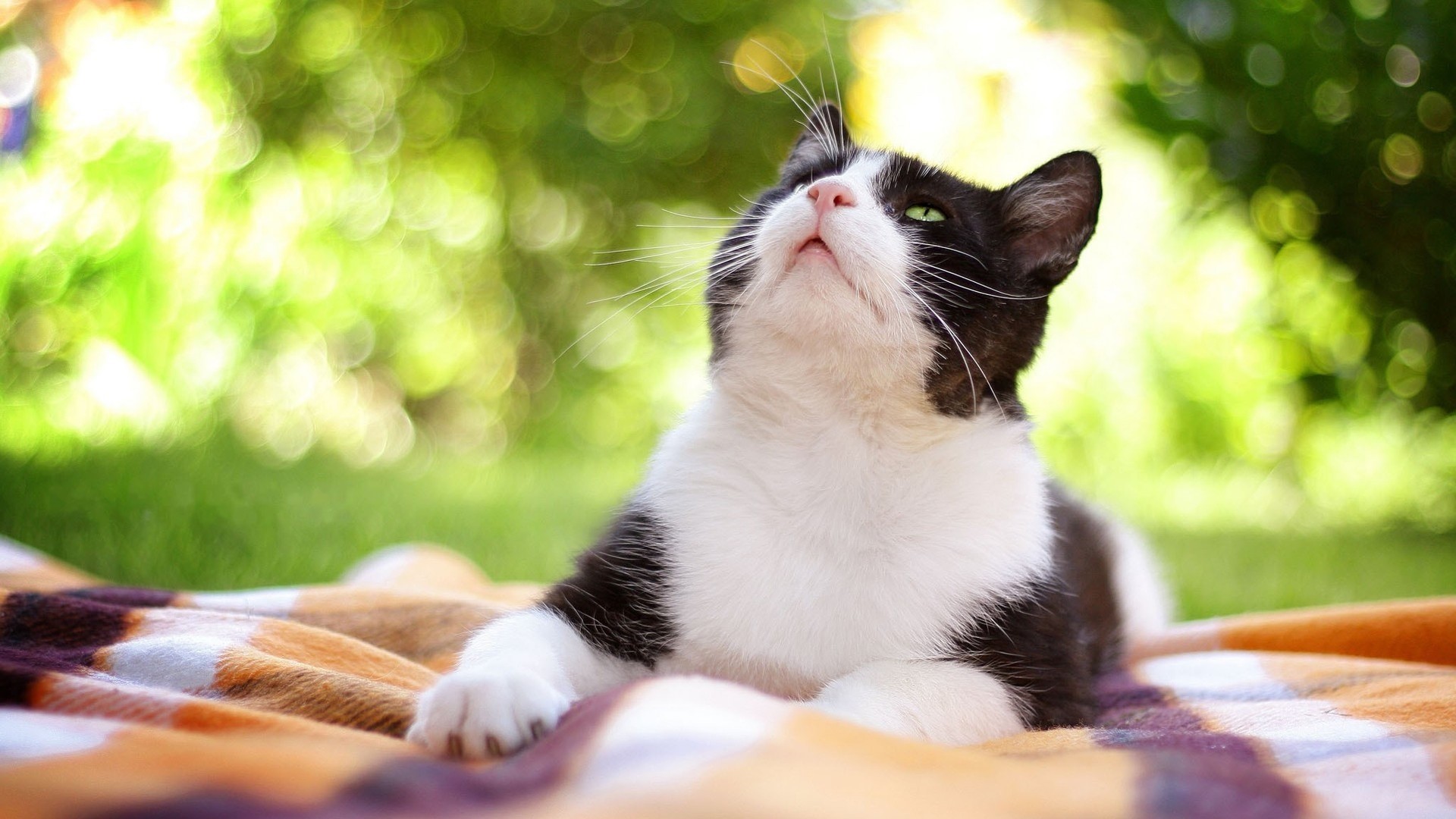 src=http___s2.best-wallpaper.net_wallpaper_1920x1080_2003_Cute-cat-look-up-hazy-background_1920x1080.jpg&refer=http___s2.best-wallpaper.jpg