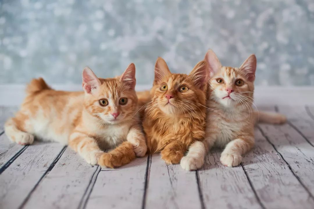 src=http___5b0988e595225.cdn.sohucs.com_images_20190512_da12301f8654442a88a9864bba087701.jpeg&refer=http___5b0988e595225.cdn.sohucs.jpg