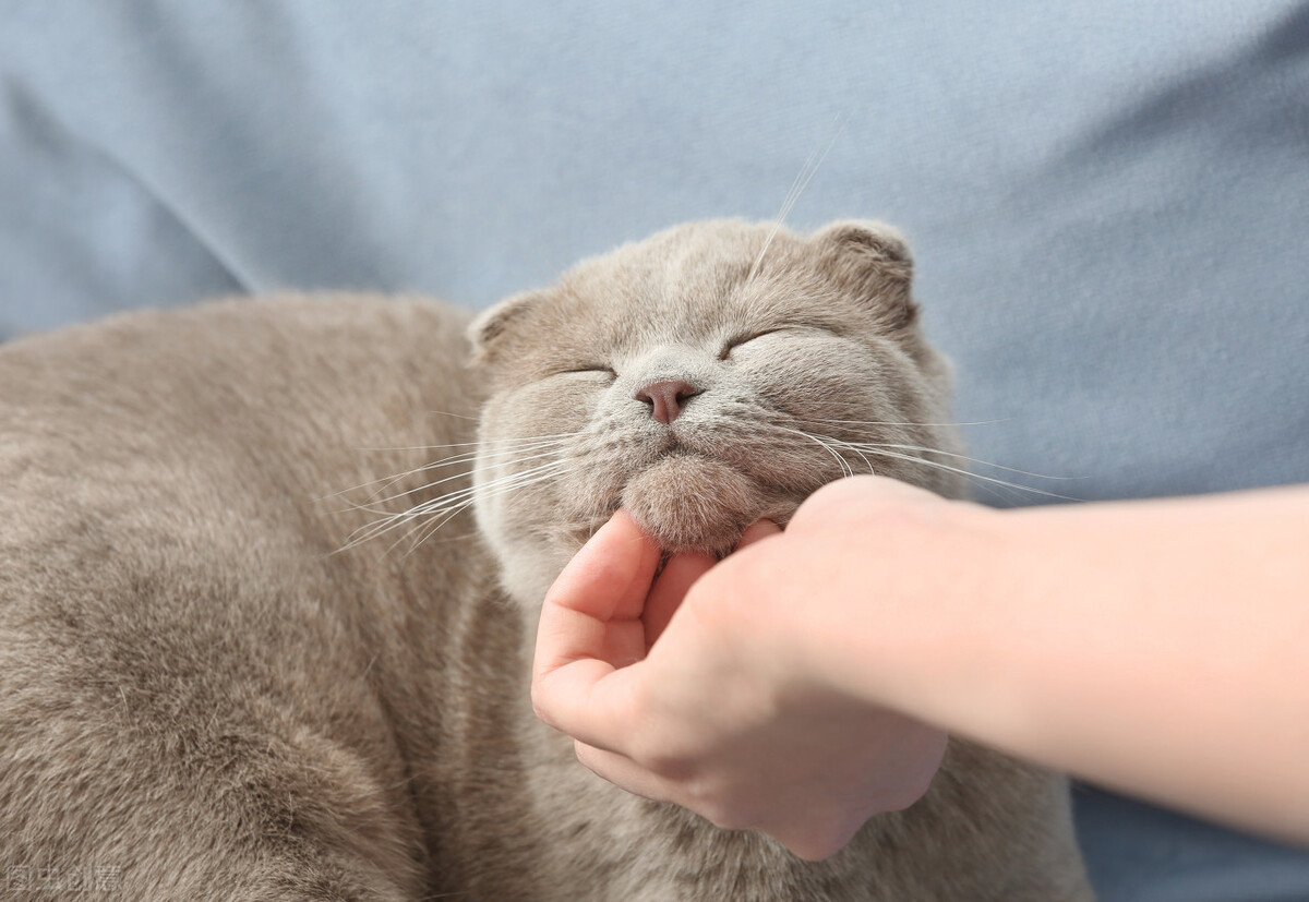 src=http___i0.hdslb.com_bfs_article_c11f1df8ddea7d29d6092580903c6be30795ca8c.jpg&refer=http___i0.hdslb.jpg