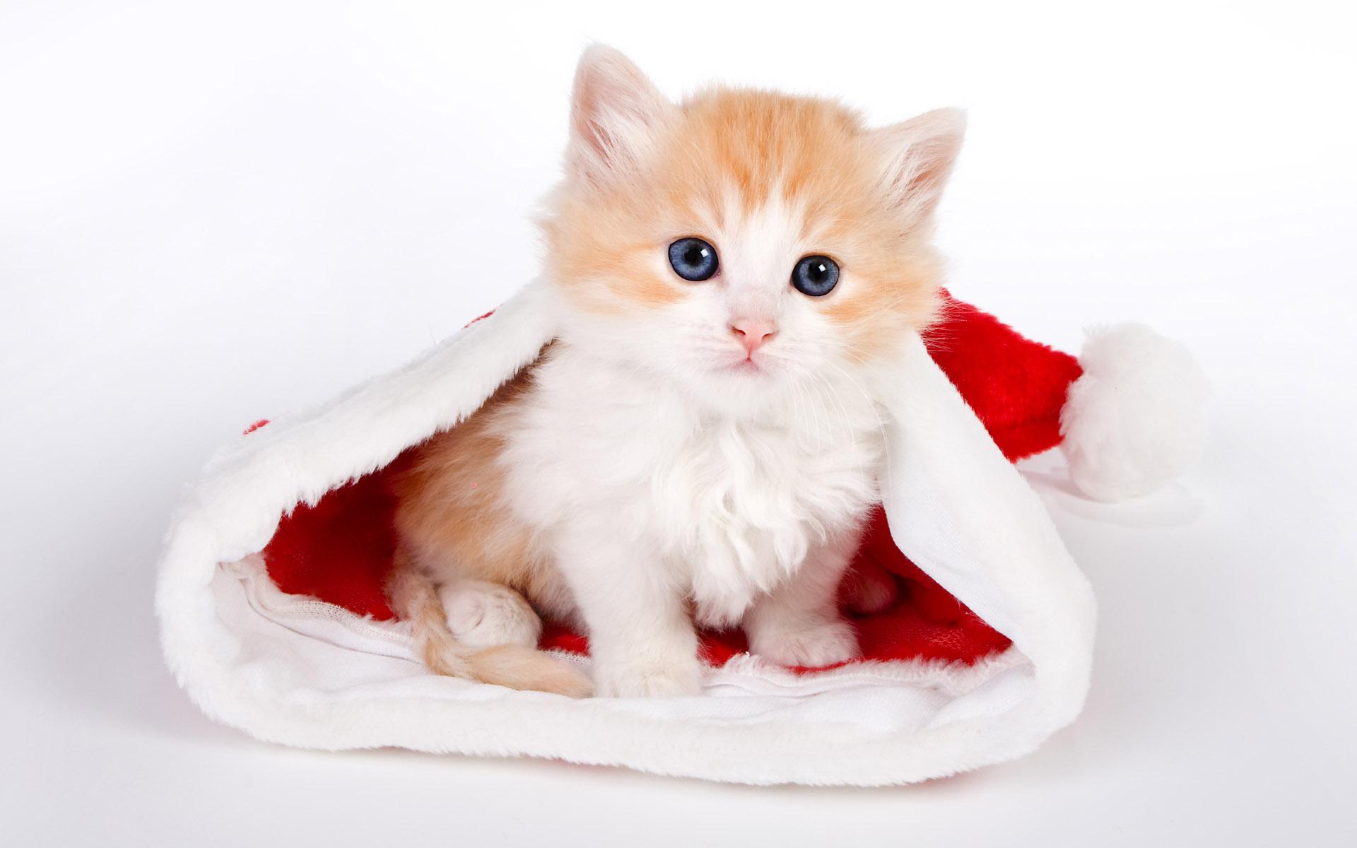 src=http___b-ssl.duitang.com_uploads_blog_201409_18_20140918211003_tLSce.jpeg&refer=http___b-ssl.duitang.jpg