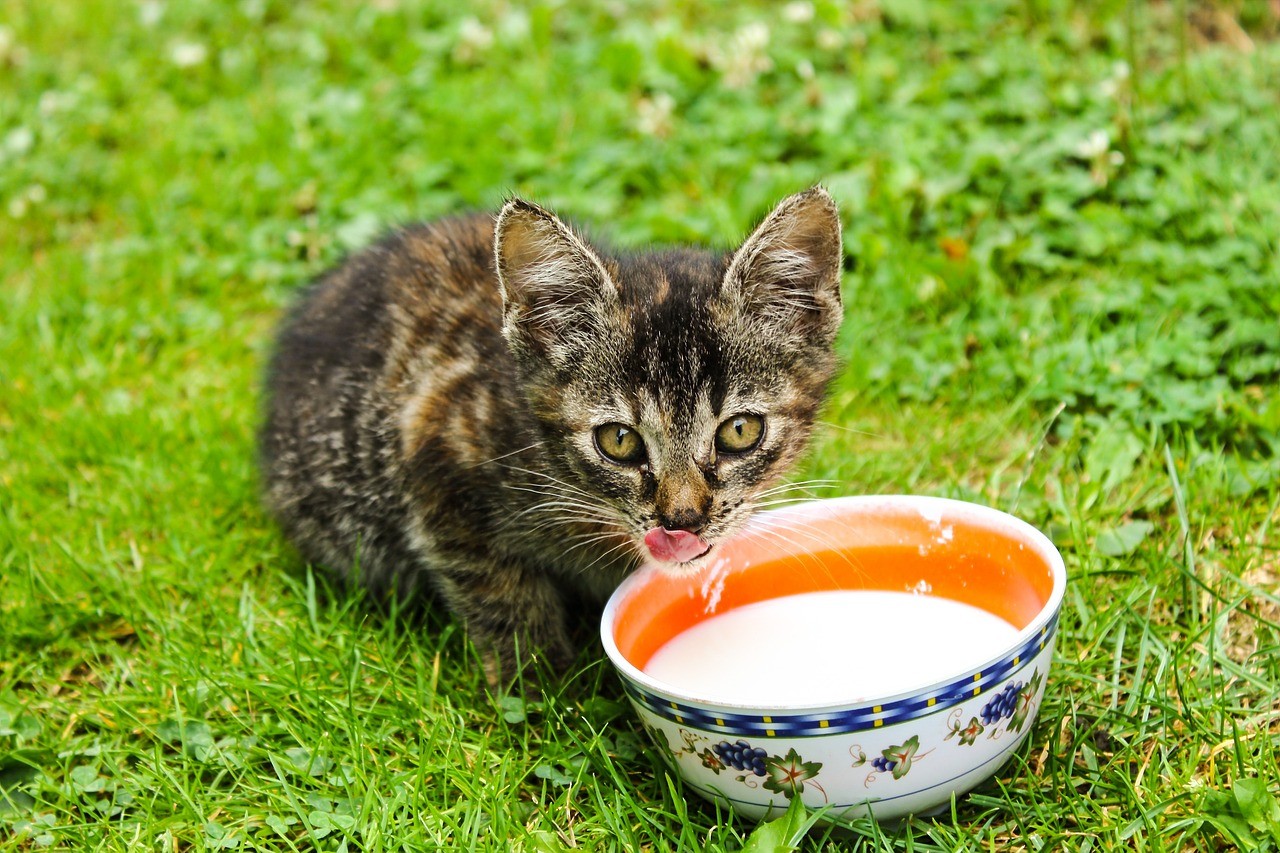 src=http___pic2.zhimg.com_v2-ee366198d74db3cfc859c0c7c7f9eccb_1440w.jpg_source=172ae18b&refer=http___pic2.zhimg.jpg