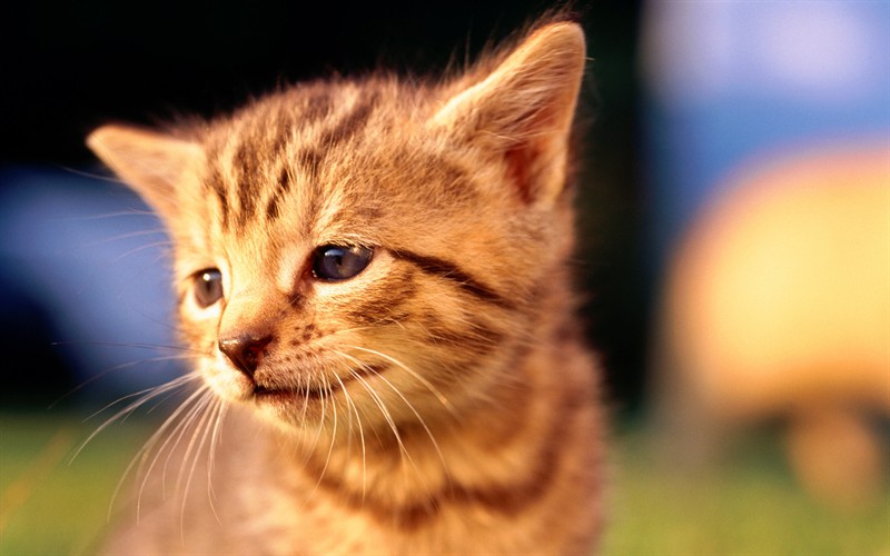 src=http___b-ssl.duitang.com_uploads_item_201508_23_20150823214120_Wvu2E.jpeg&refer=http___b-ssl.duitang.jpg