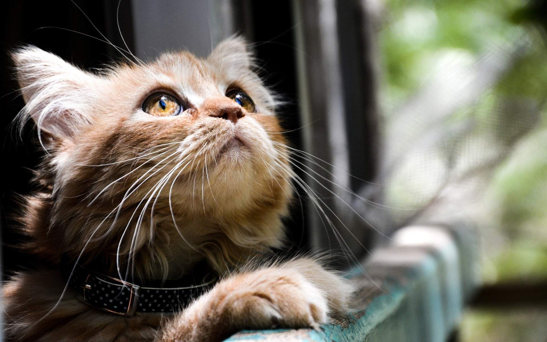 src=http___s2.best-wallpaper.net_wallpaper_1920x1200_1701_Home-cat-look-up_1920x1200.jpg&refer=http___s2.best-wallpaper.jpg