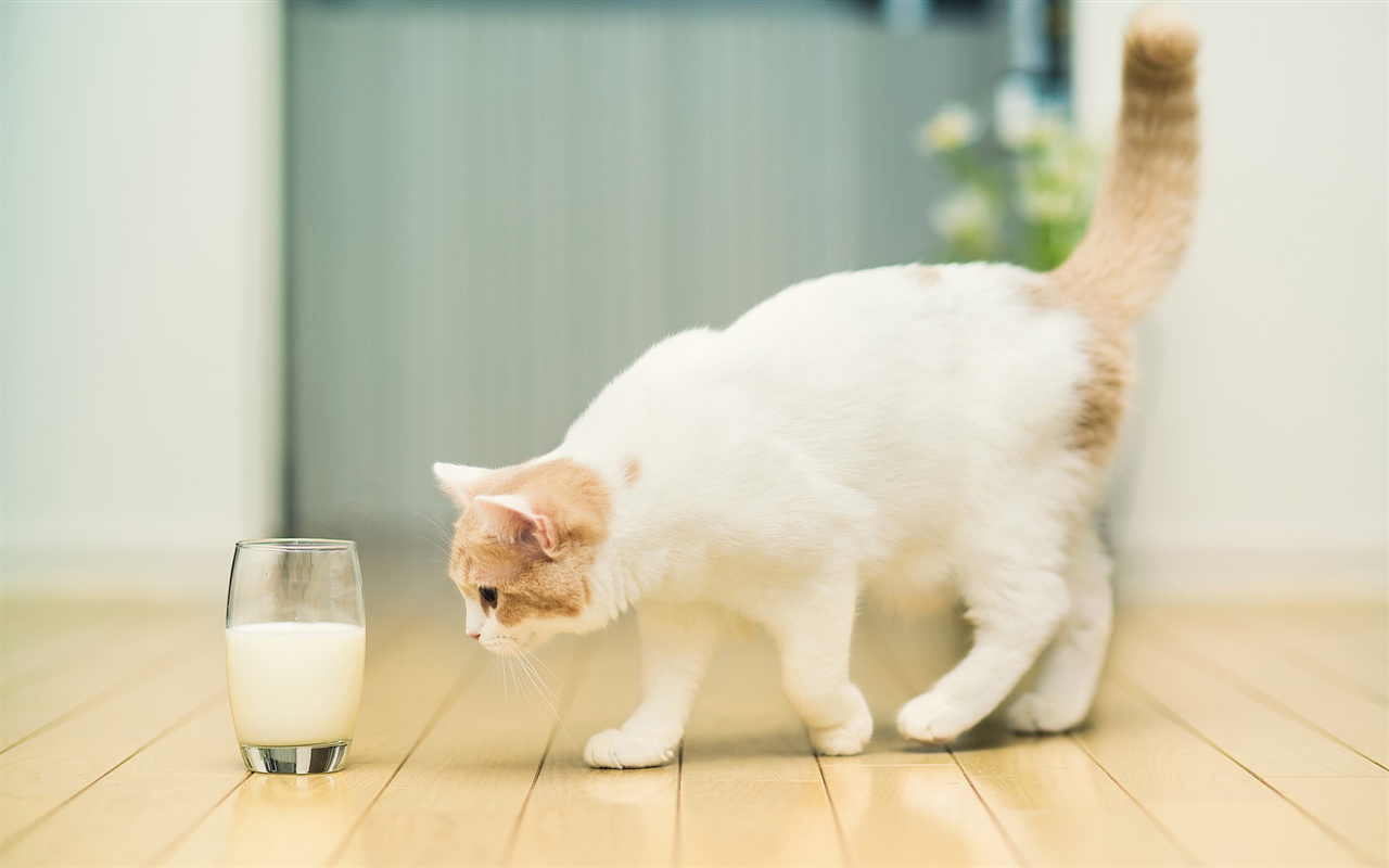 src=http___hk.best-wallpaper.net_wallpaper_1280x800_1212_Cat-want-to-drink-milk_1280x800.jpg&refer=http___hk.best-wallpaper.jpg
