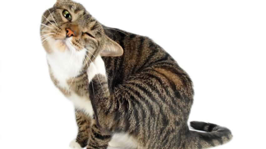 src=http___www.52pets.net_d_file_2019-09-05_m0rq5b3wr4m.jpg&refer=http___www.52pets.jpg