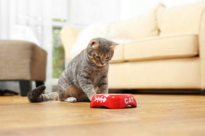 src=http___www.dawangmao.com_wp-content_uploads_2019_07_1563146887-cat-not-eating_canna-pet-e1488410666485-1024x683.jpg&refer=http___www.dawangmao.jpg