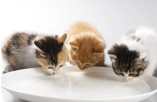 src=http___nimg.ws.126.net__url=http___dingyue.ws.126.net_2021_0430_a92787e1j00qsd3kp000sc000jn00cqc.jpg&thumbnail=650x2147483647&quality=80&type=jpg&refer=http___nimg.ws.126.jpg