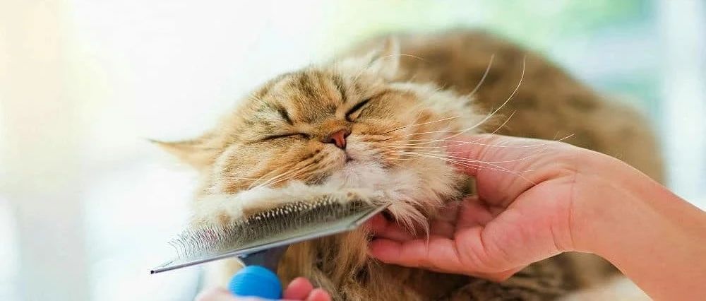 src=http___pic2.zhimg.com_v2-6c54528a4799f2c88a1fe6c5db26f781_180x120.jpg&refer=http___pic2.zhimg.jpg