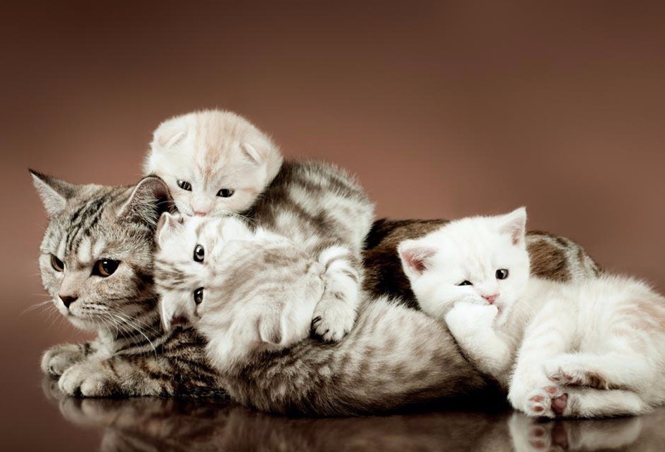 src=http___gss0.baidu.com_-4o3dSag_xI4khGko9WTAnF6hhy_zhidao_pic_item_d53f8794a4c27d1e6e3b028011d5ad6eddc43850.jpg&refer=http___gss0.baidu.jpg