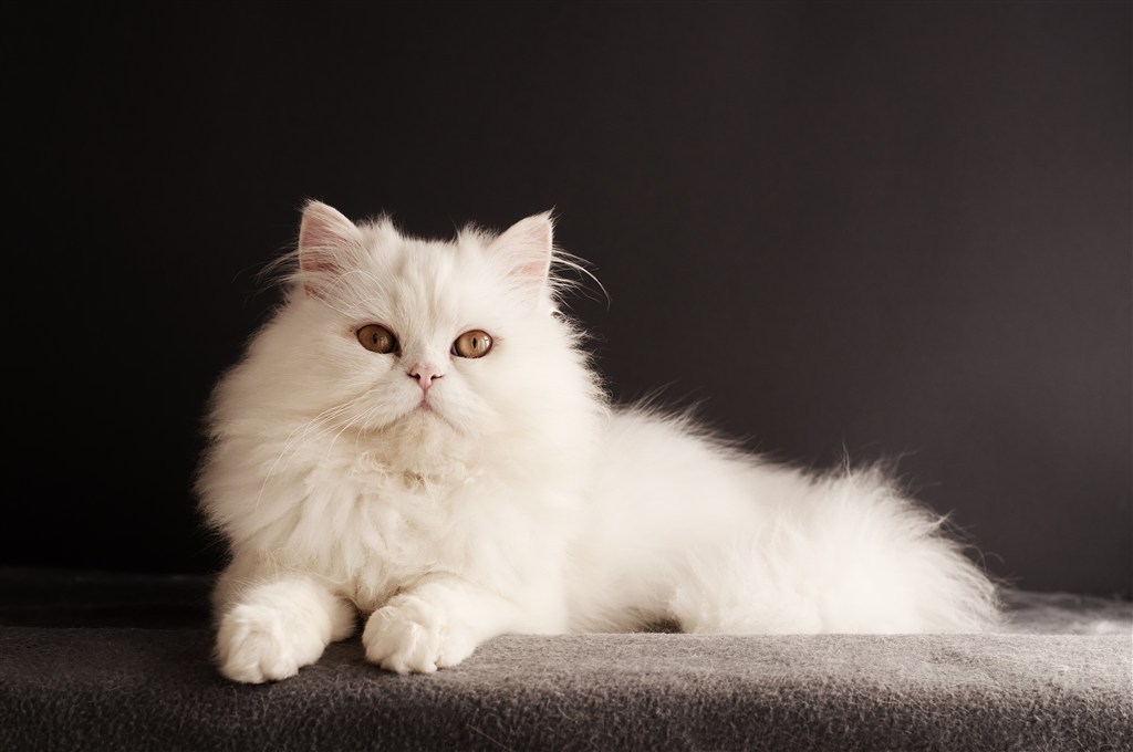 src=http___5b0988e595225.cdn.sohucs.com_images_20190223_7e9067c690f1405f9a2e390f5fa155ad.jpeg&refer=http___5b0988e595225.cdn.sohucs.jpg