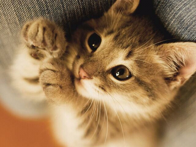 src=http___bos.pgzs.com_rbpiczy_Wallpaper_2012_5_31_d44580a4fbcc47b18a25214361471bf6-7.jpg&refer=http___bos.pgzs.jpg