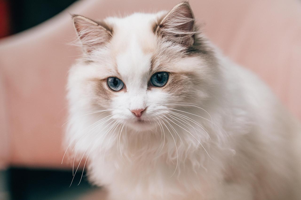 src=http___pic2.zhimg.com_v2-ce43e9e2c266170d41b7851370b685c9_1440w.jpg_source=172ae18b&refer=http___pic2.zhimg.jpg