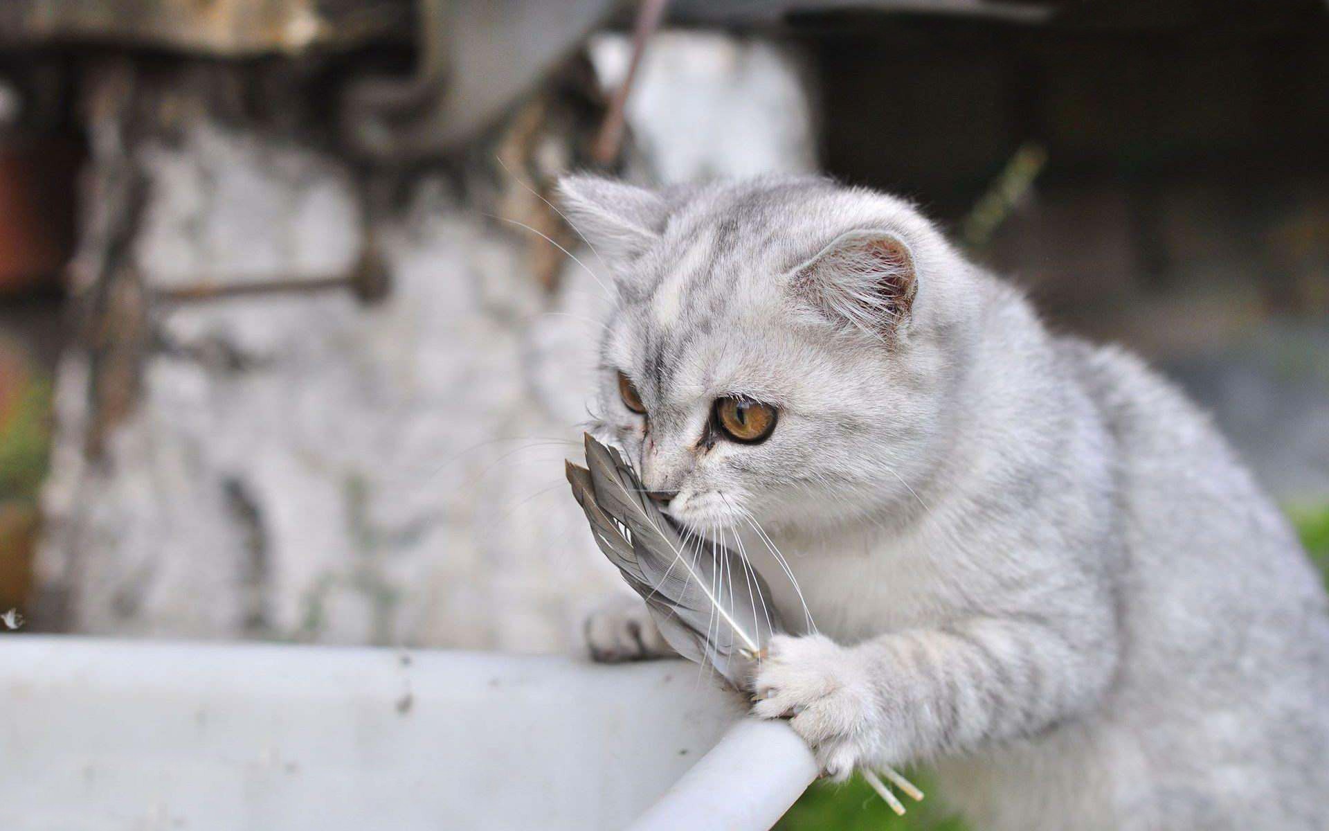 src=http___n.sinaimg.cn_sinacn20190726ac_720_w1920h1200_20190726_e4f0-iafwsqq3861467.jpg&refer=http___n.sinaimg.jpg