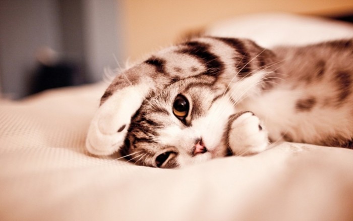 src=http___img3.duitang.com_uploads_blog_201508_10_20150810150448_28PuE.thumb.700_0.jpeg&refer=http___img3.duitang.jpg