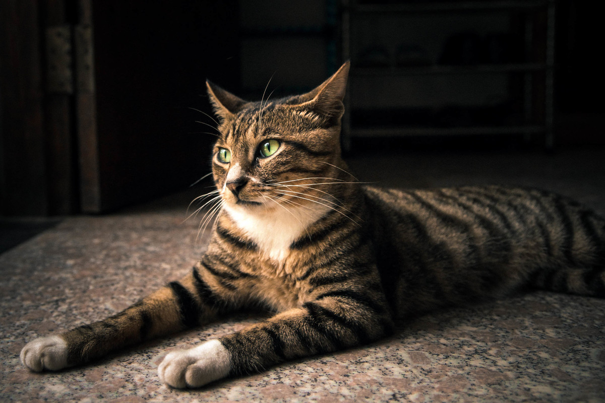 src=http___photo.tuchong.com_5356469_f_111216105.jpg&refer=http___photo.tuchong.jpg