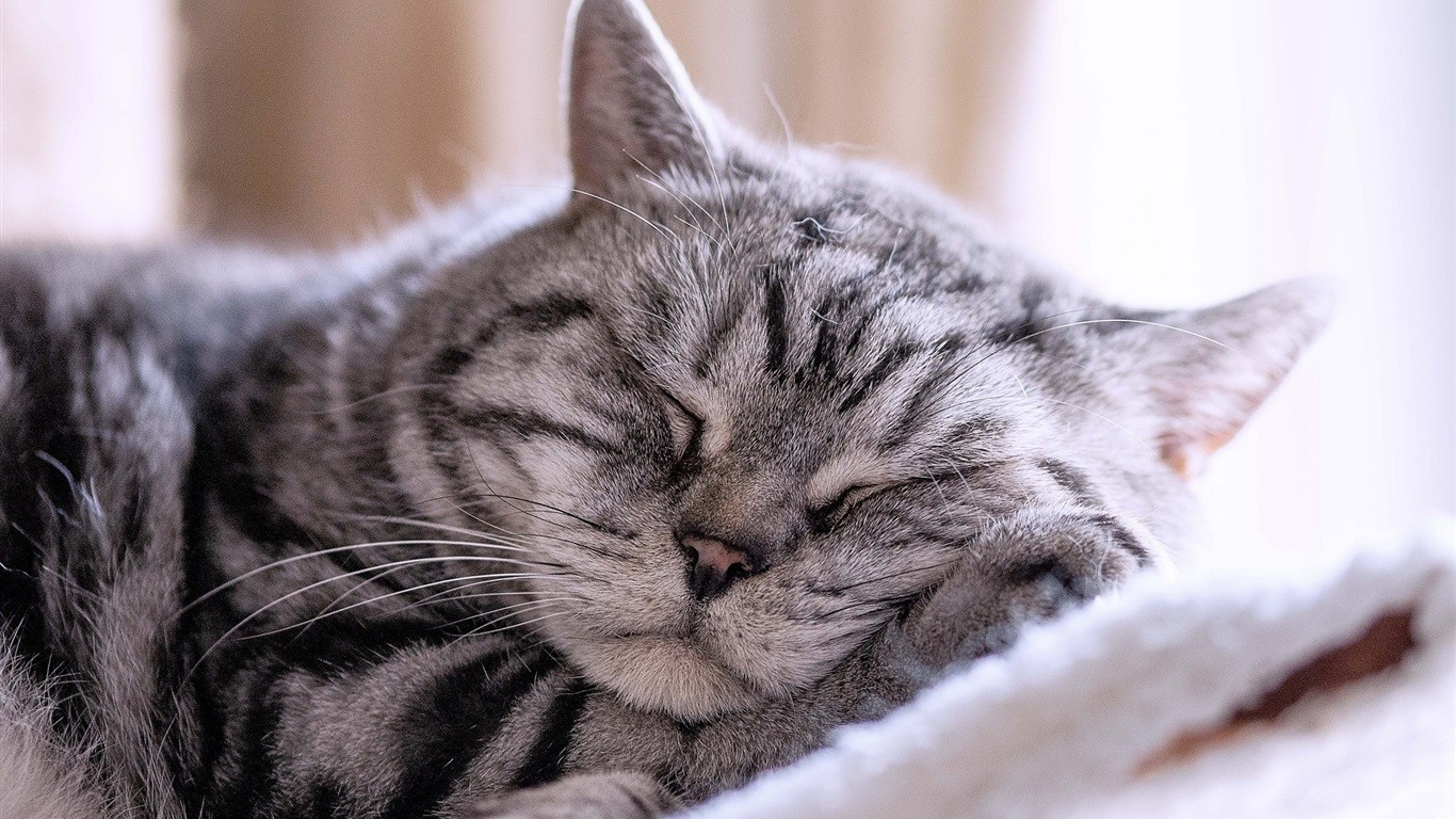 src=http___s2.best-wallpaper.net_wallpaper_1366x768_1611_Gray-striped-cat-sleeping_1366x768.jpg&refer=http___s2.best-wallpaper.jpg