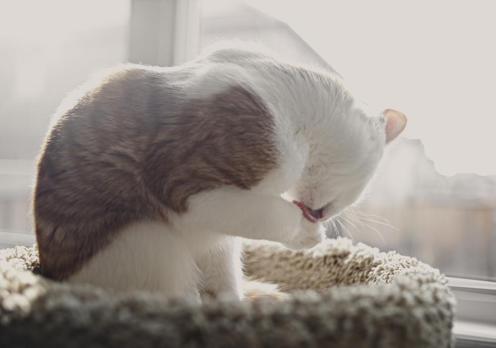src=http___cdn.wecarepet.net_upload_image_160140_1522832198722.jpeg&refer=http___cdn.wecarepet.jpg