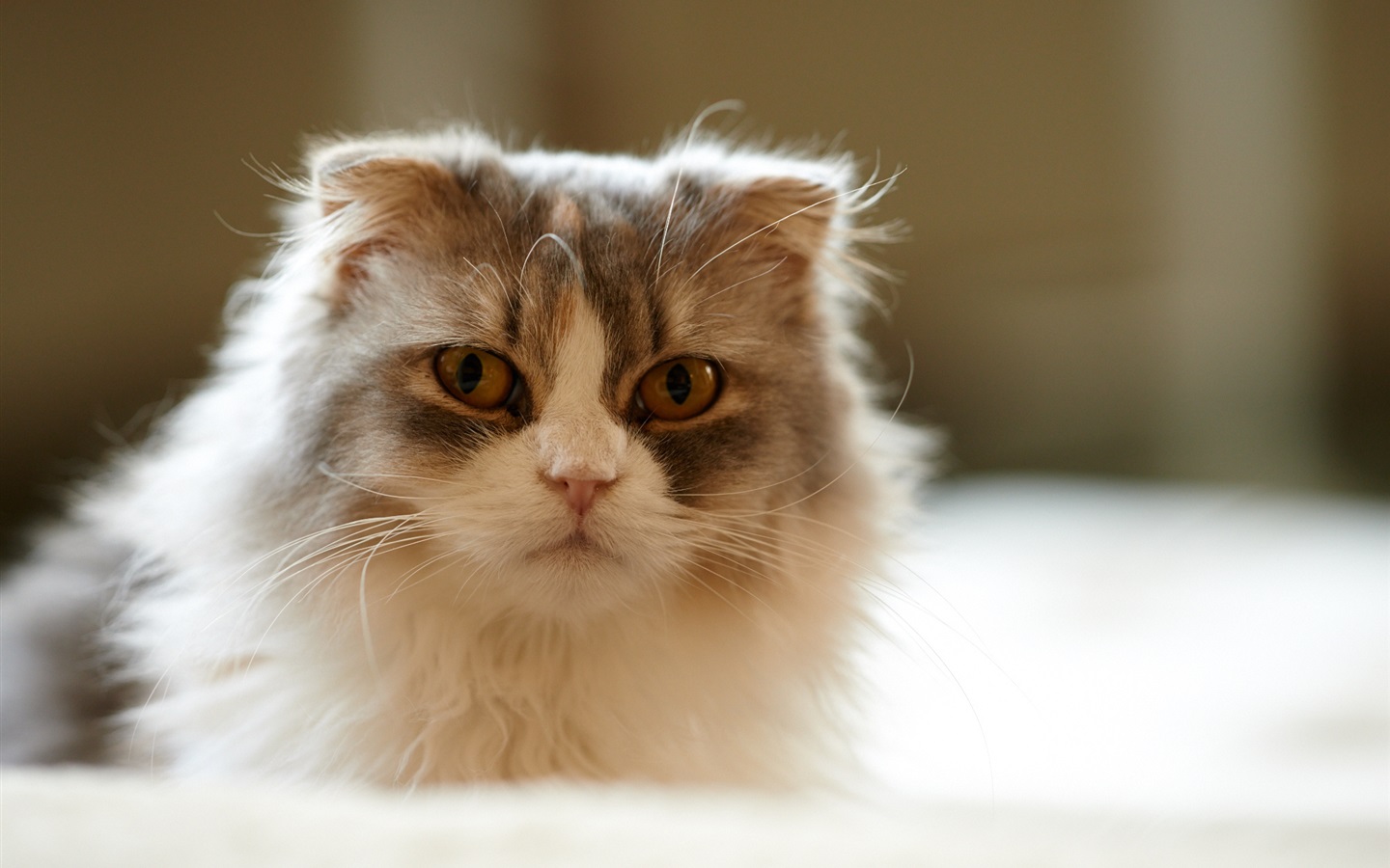 src=http___s2.best-wallpaper.net_wallpaper_1440x900_1611_Furry-kitten-home-pet_1440x900.jpg&refer=http___s2.best-wallpaper.jpg