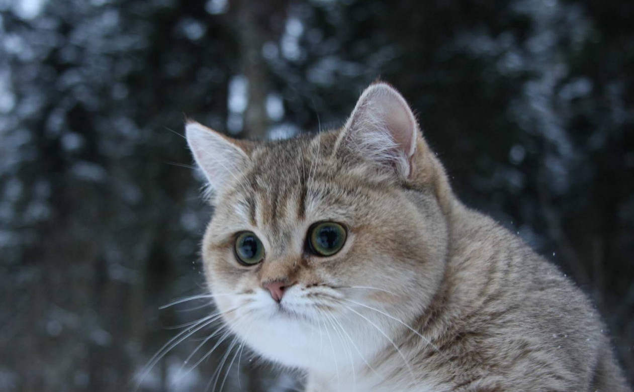 src=http___pic1.zhimg.com_v2-7c98a464c6f2c4eea71dfe8fabf98a20_r.jpg_source=1940ef5c&refer=http___pic1.zhimg.jpg