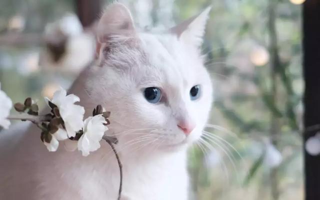 src=http___p9.pstatp.com_large_pgc-image_d19275a6344040559177f0c142320435&refer=http___p9.pstatp.jpg
