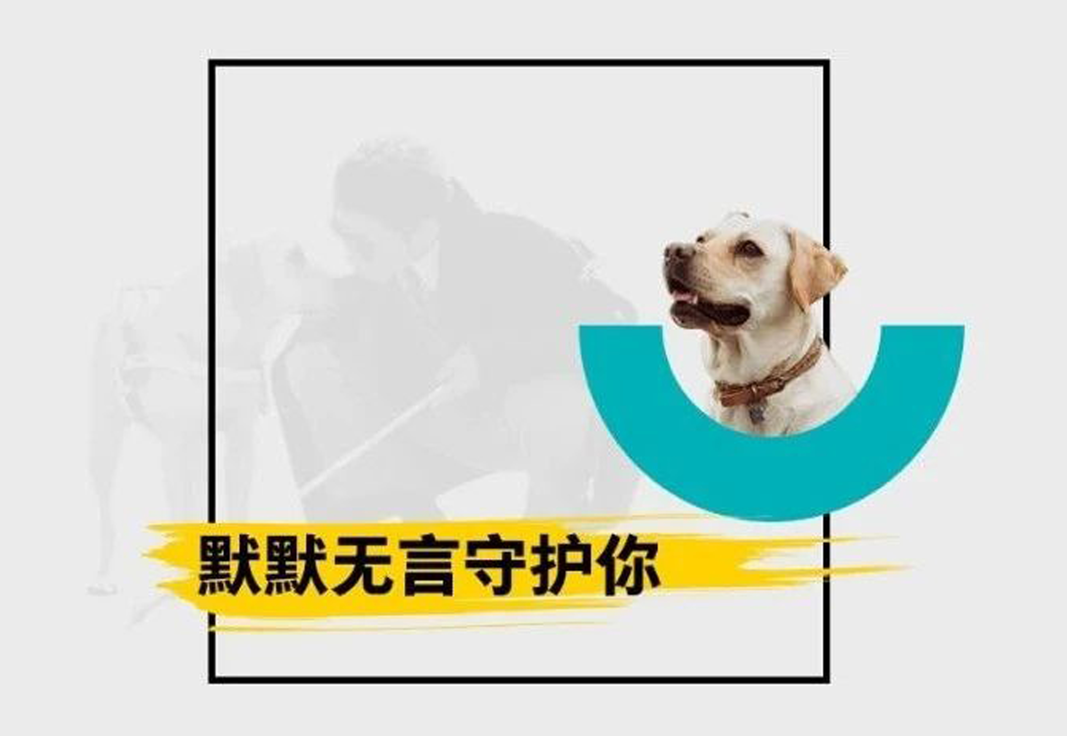 国际导盲犬日|“做你的眼睛，我愿意拼尽全力!”